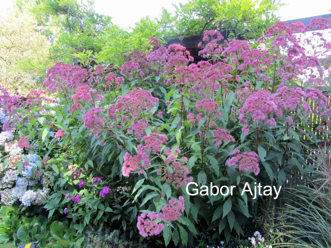 Eupatorium maculatum 'Purple Bush'