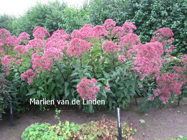 Eupatorium maculatum 'Riesenschirm'