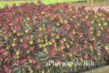 Euphorbia characias 'Forescate'