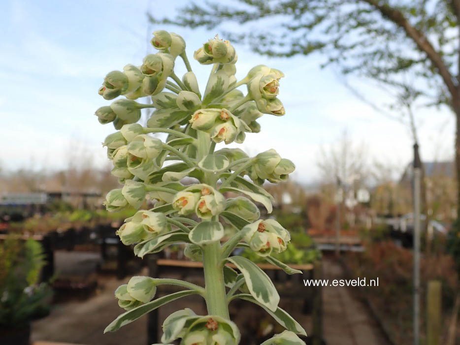 Euphorbia characias 'Silver Swan'