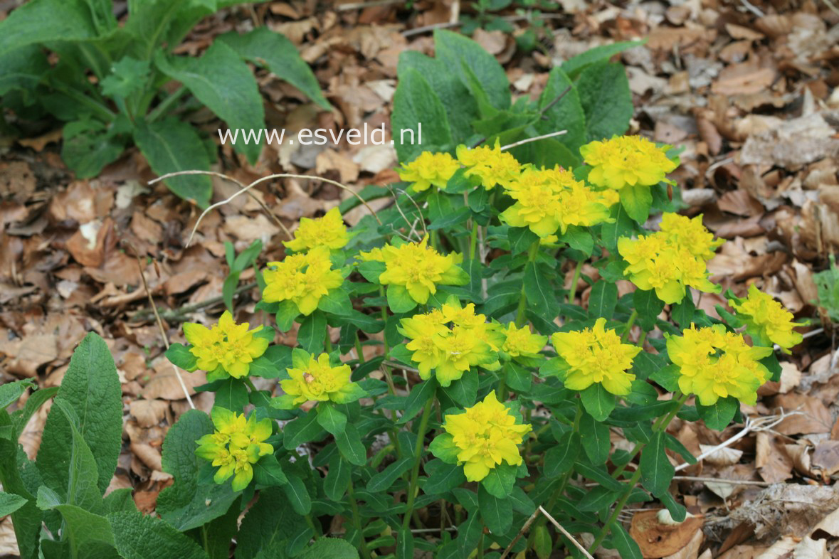 Euphorbia polychroma 'Senior' (29535)