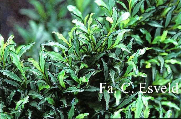 Eurya japonica 'Moutiers'