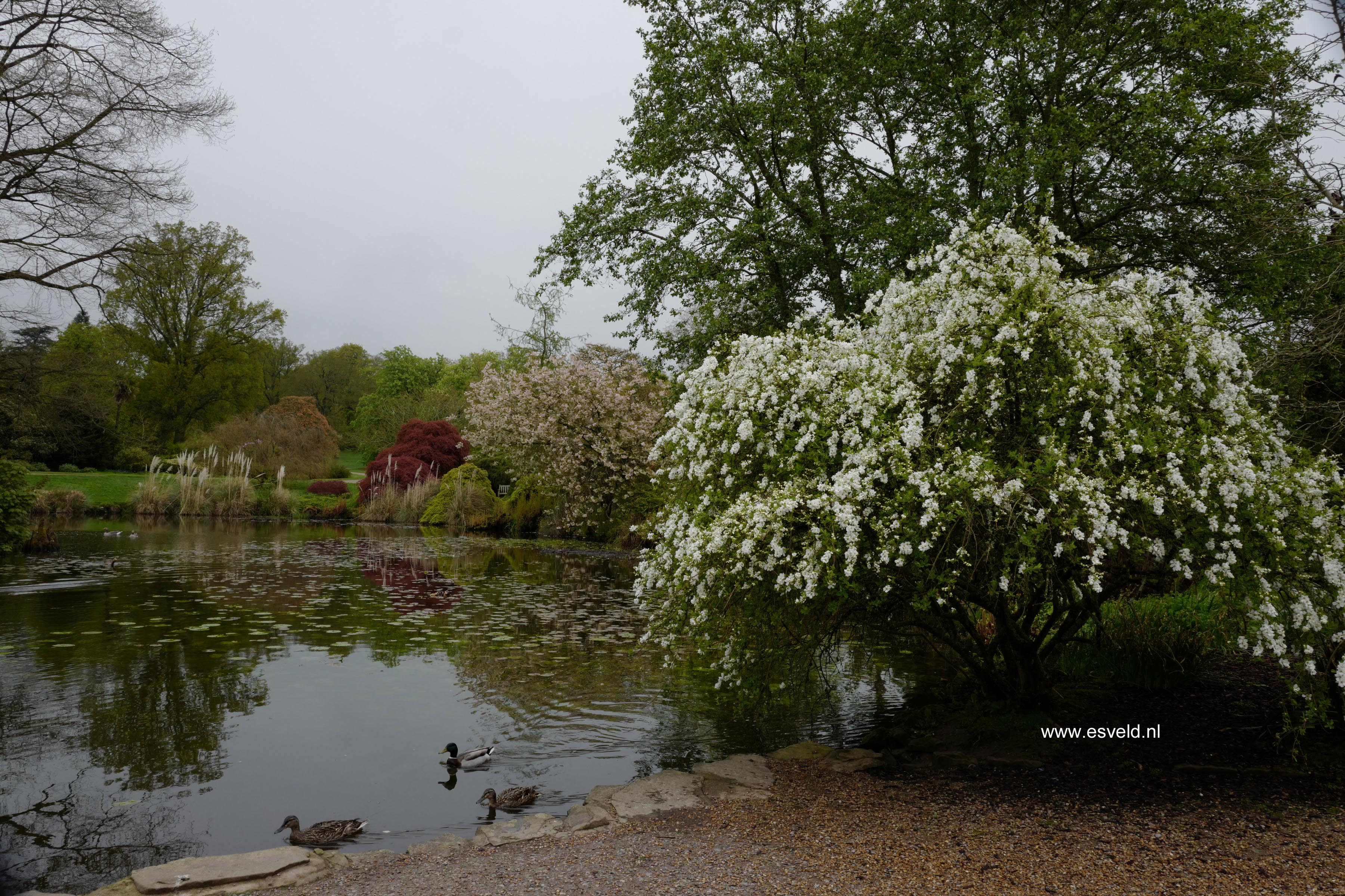 Exochorda macrantha