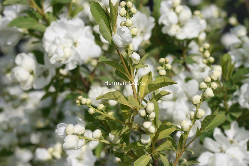 Exochorda racemosa 'Niagara'