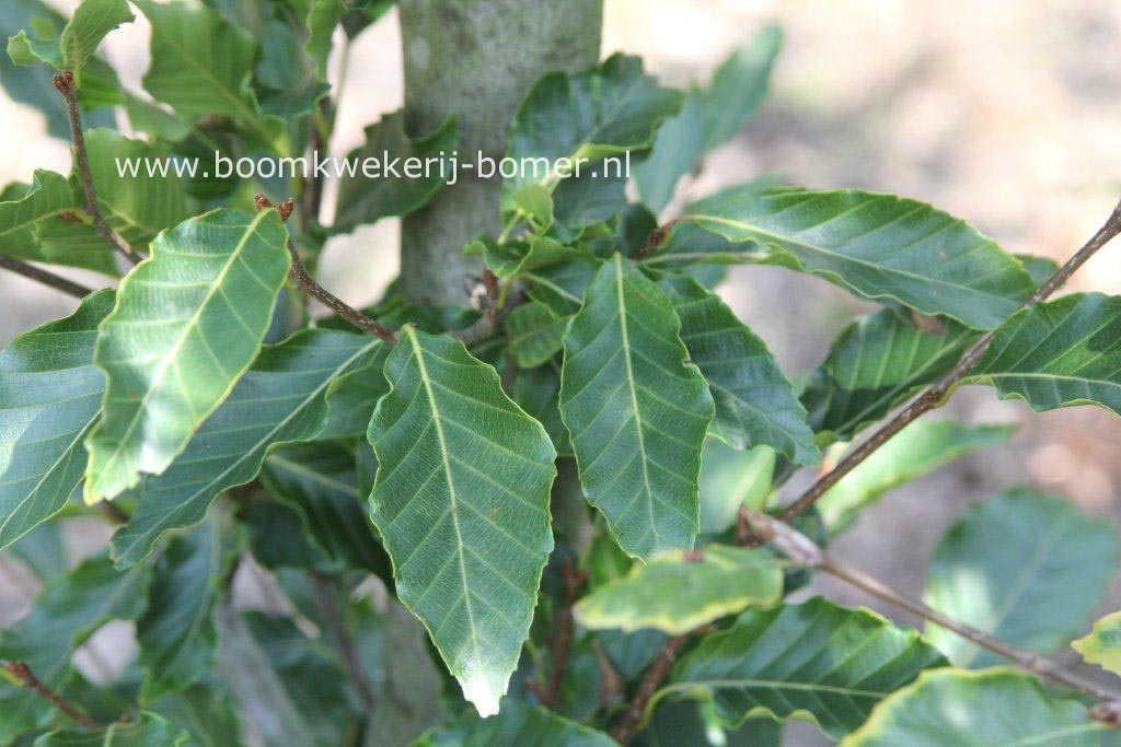 Fagus crenata 'Mount Fuji'