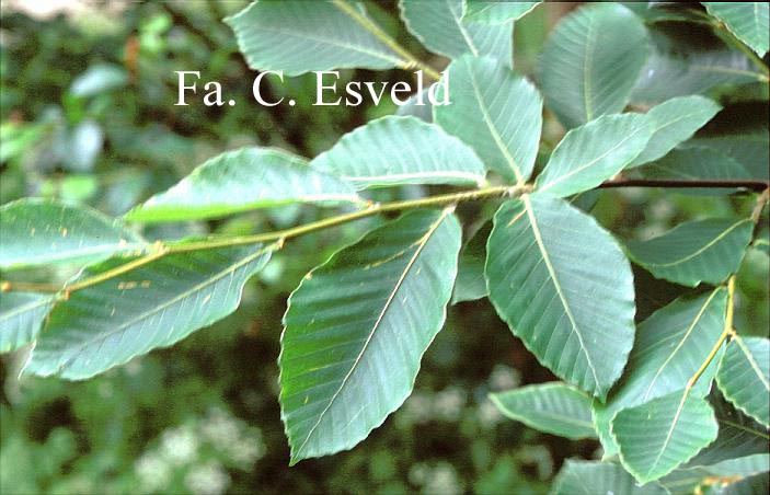 Fagus orientalis