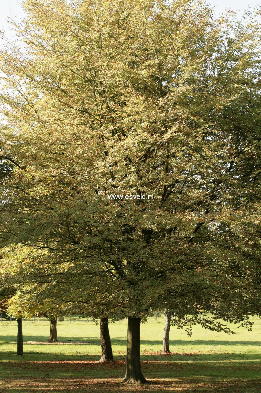 Fagus sylvatica 'Albovariegata'