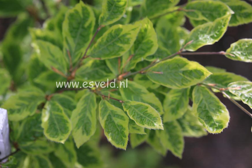 Fagus sylvatica 'Bicolor Sartinii'