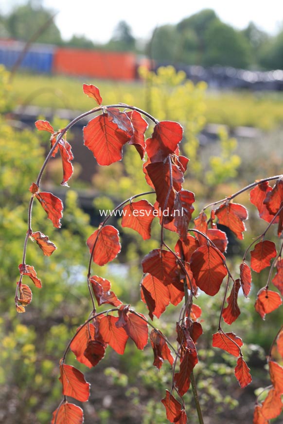 Fagus sylvatica 'Black Swan'