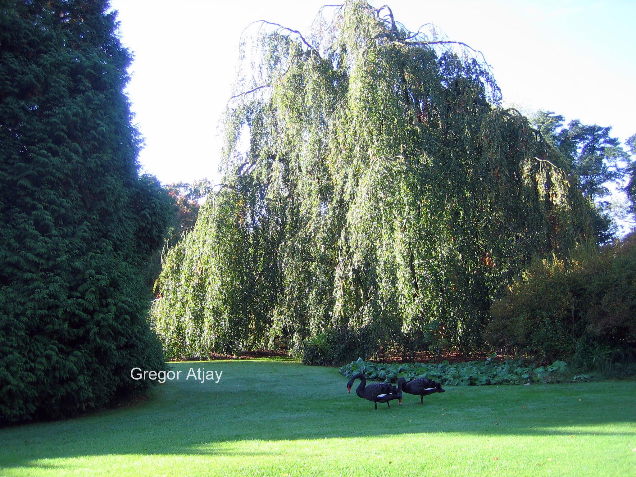 Fagus sylvatica 'Bornyensis'