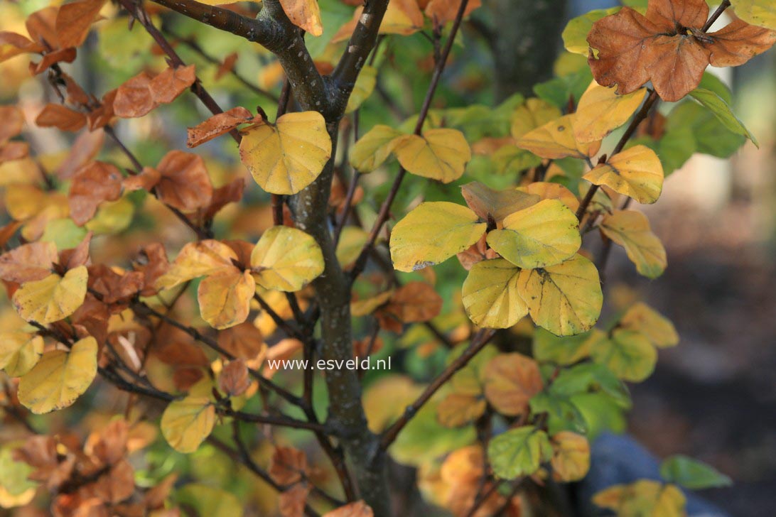 Fagus sylvatica 'Cockleshell'