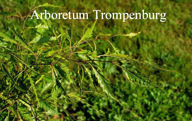 Fagus sylvatica 'Comptoniifolia' Fagus sylvatica 'Comptoniifolia'