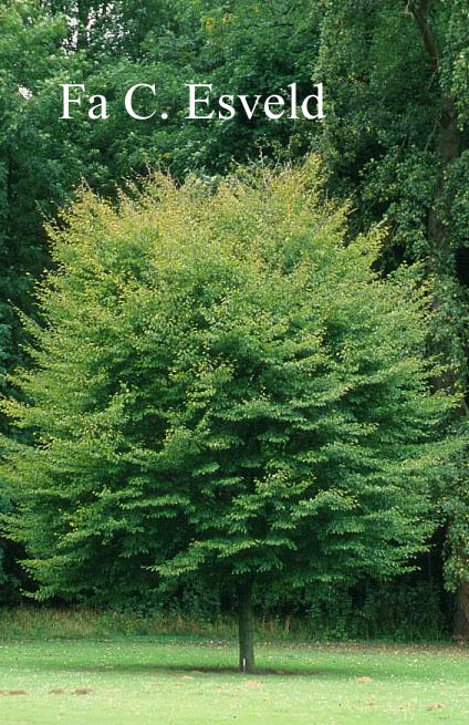 Fagus sylvatica 'Grandidentata' Fagus sylvatica 'Grandidentata'