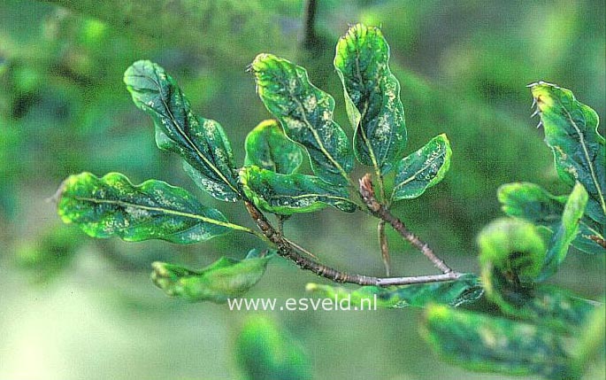 Fagus sylvatica 'Greenwood'