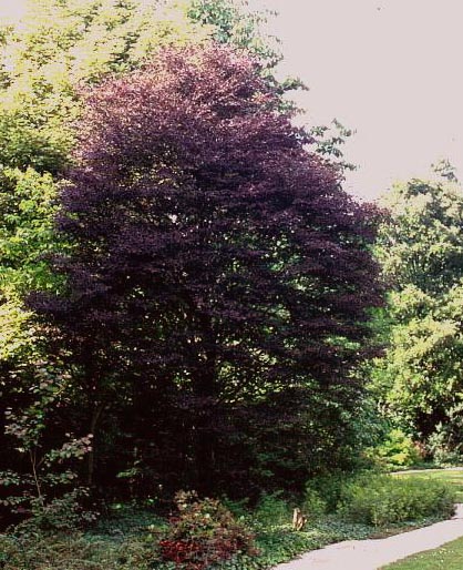 Fagus sylvatica 'Interrupta Purpurea'