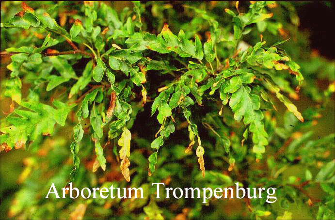 Fagus sylvatica 'Interrupta'