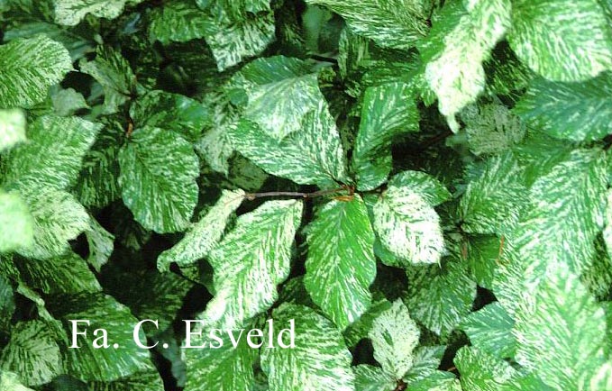 Fagus sylvatica 'Marmorstar' Fagus sylvatica 'Marmorstar'