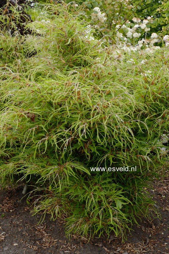 Fagus sylvatica 'Mercedes'