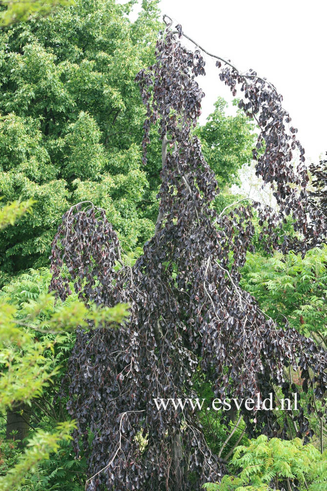 Fagus sylvatica 'Purple Fountain'