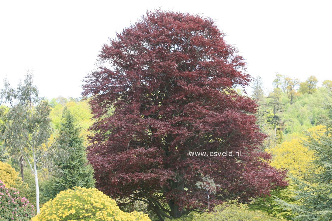 Fagus sylvatica 'Purpurea Latifolia'