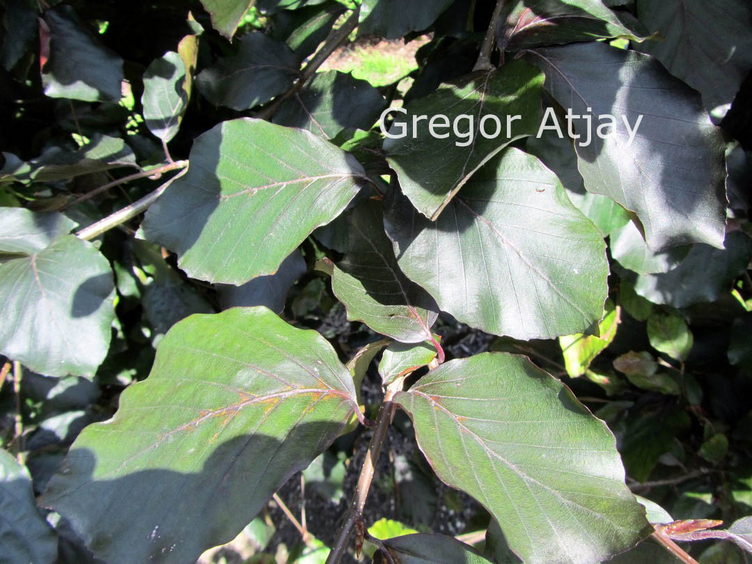 Fagus sylvatica 'Riversii'