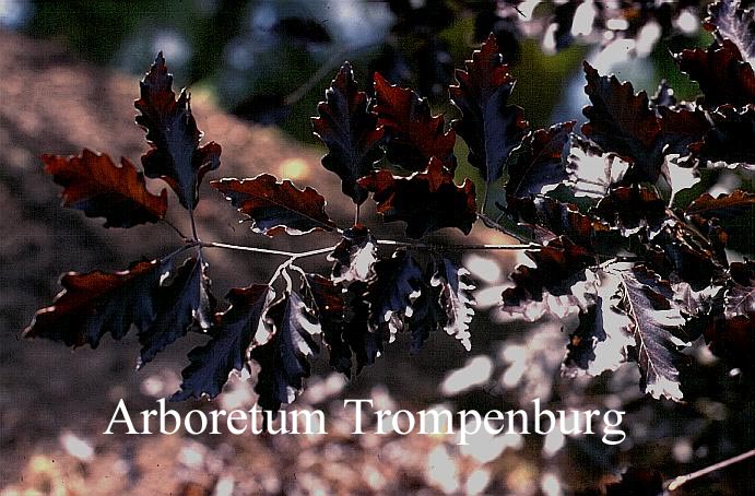 Fagus sylvatica 'Rohan Trompenburg' Fagus sylvatica 'Rohan Trompenburg'