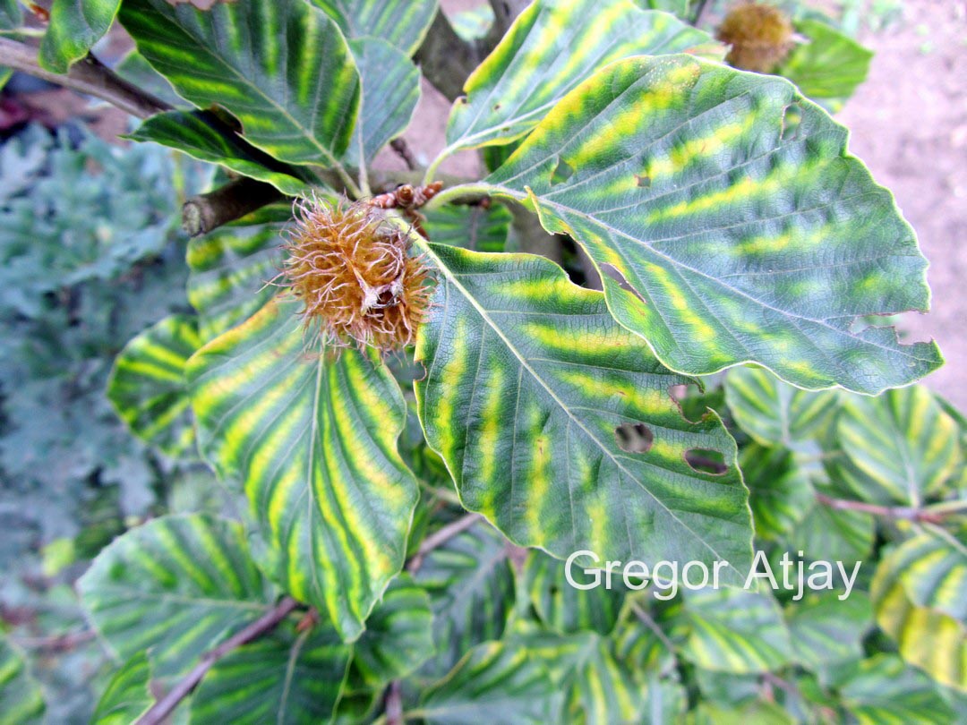 Fagus sylvatica 'Striata'