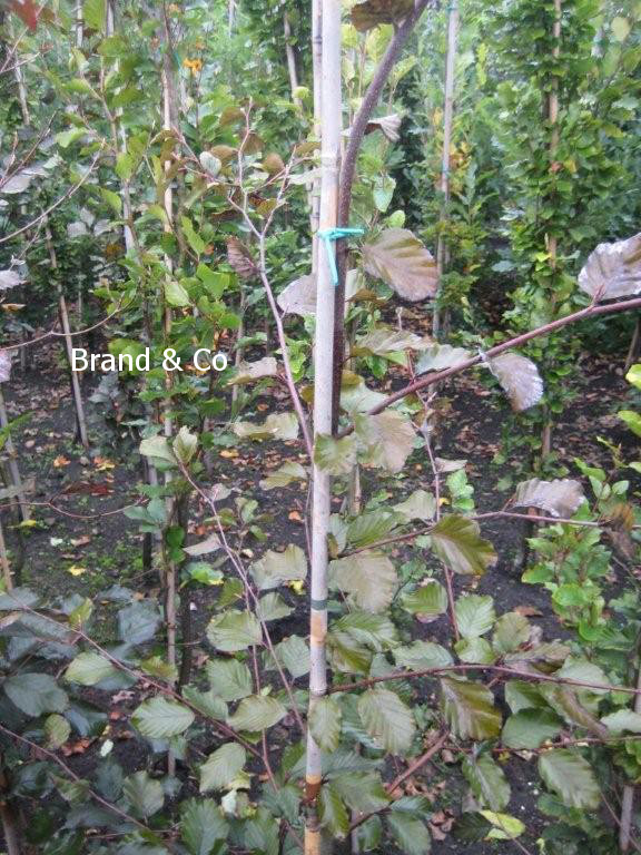 Fagus sylvatica 'Swat Magret'