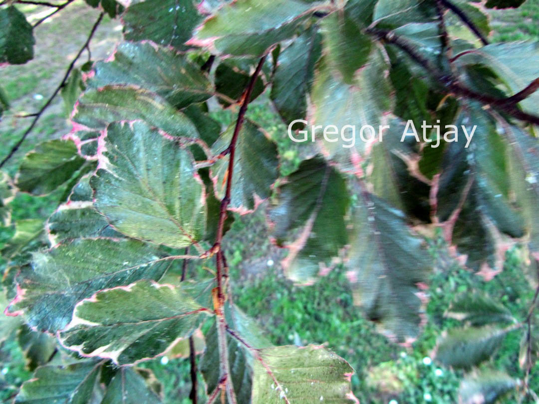 Fagus sylvatica 'Tricolor'