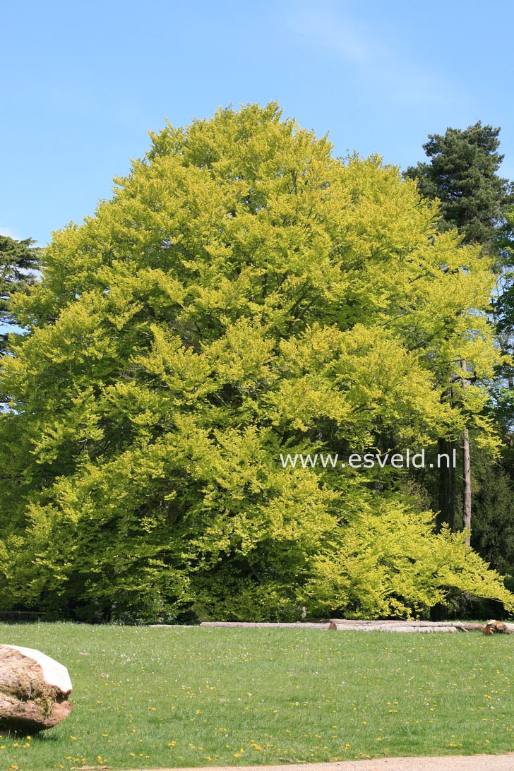 Fagus sylvatica 'Zlatia'