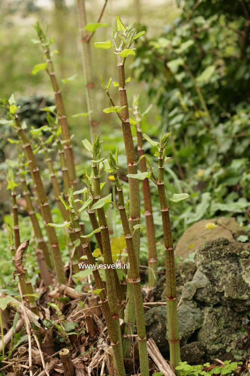 Fallopia sachalinensis