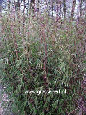 Fargesia 'Jiu 4' (81301)