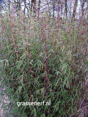 Fargesia 'Jiu 8' (81698)