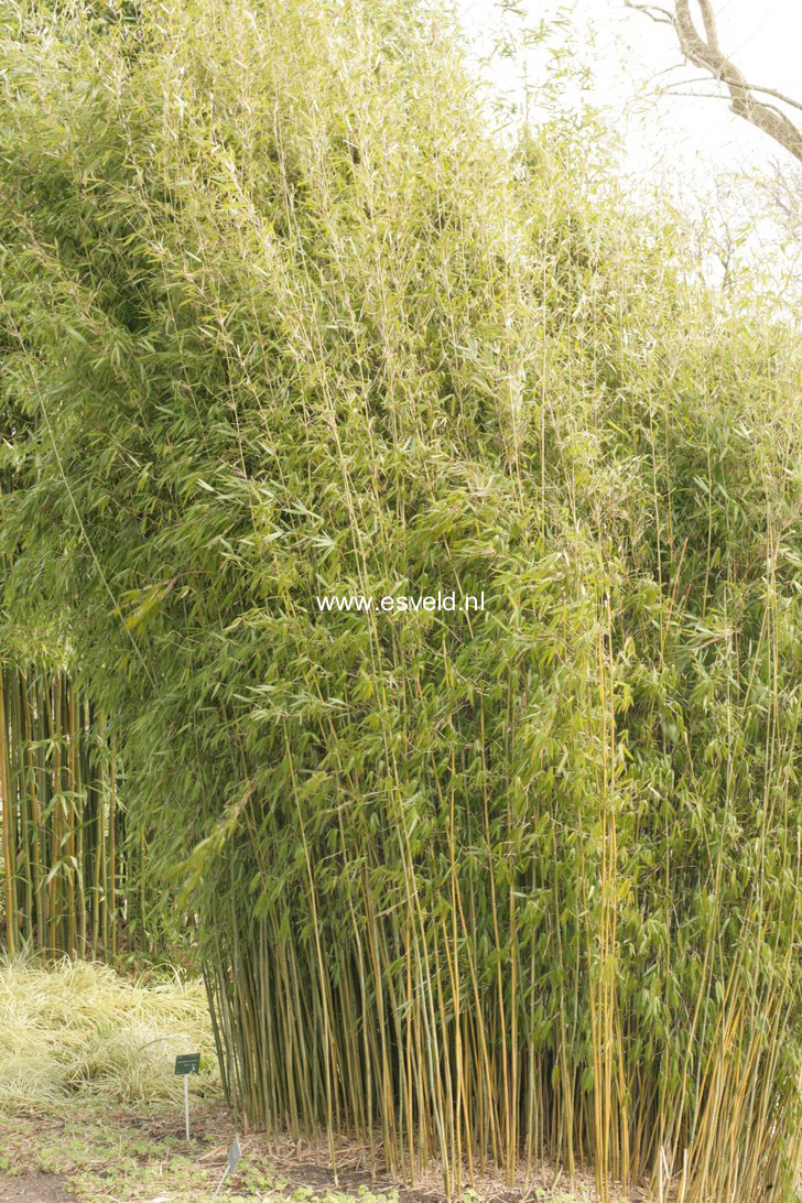 Fargesia denudata 'Xian 1' (53902)