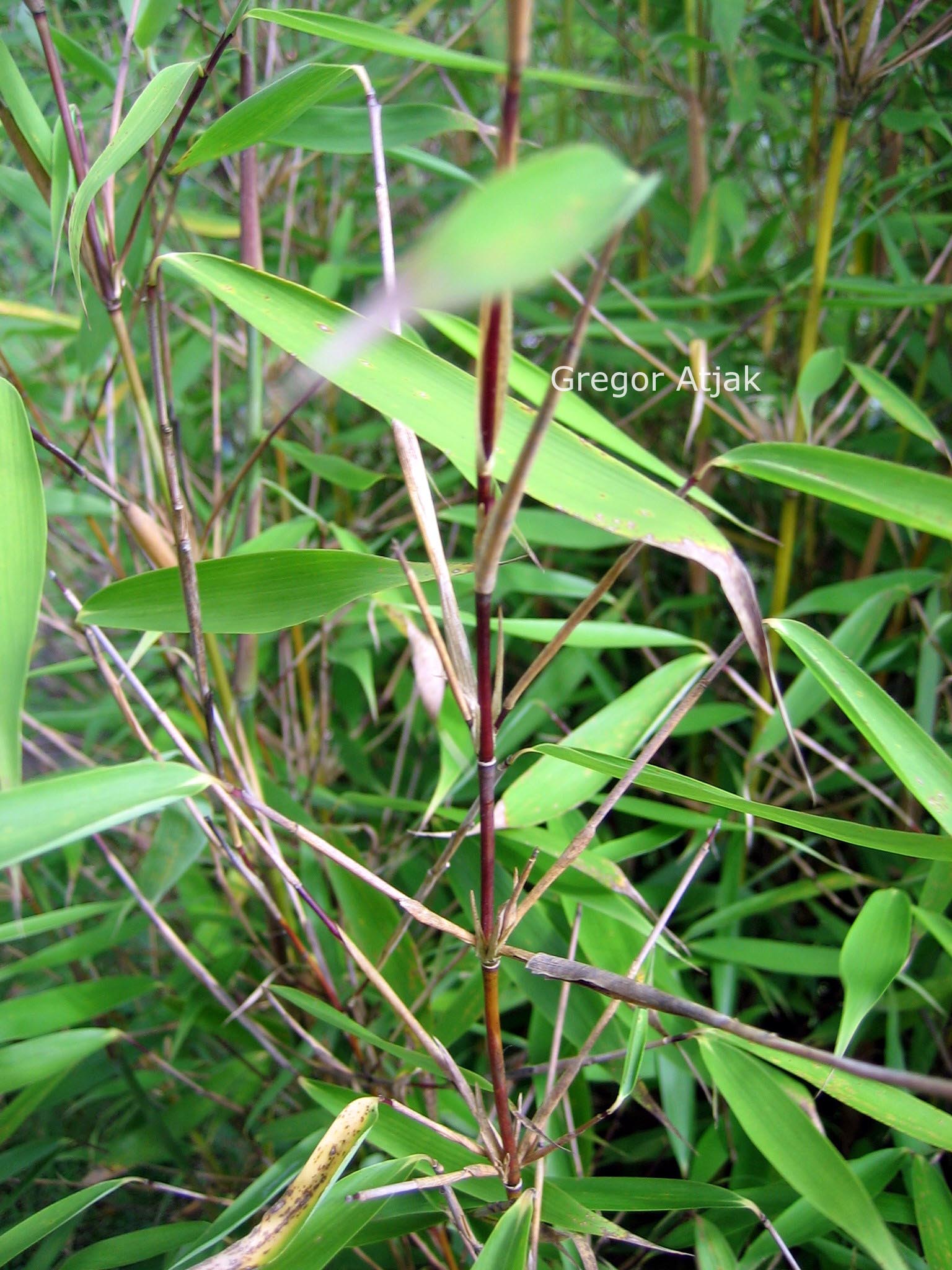 Fargesia dracocephala