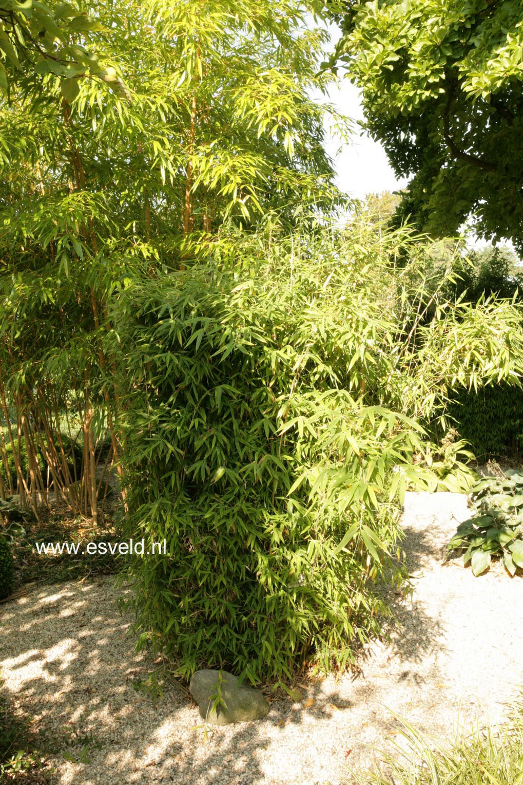 Fargesia murieliae 'Bimbo'