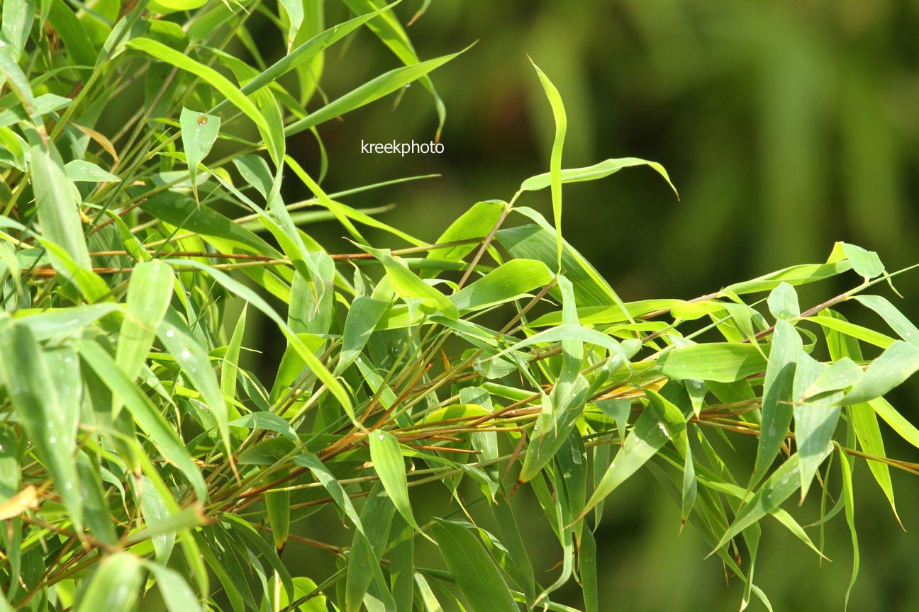 Fargesia murieliae 'Joi'