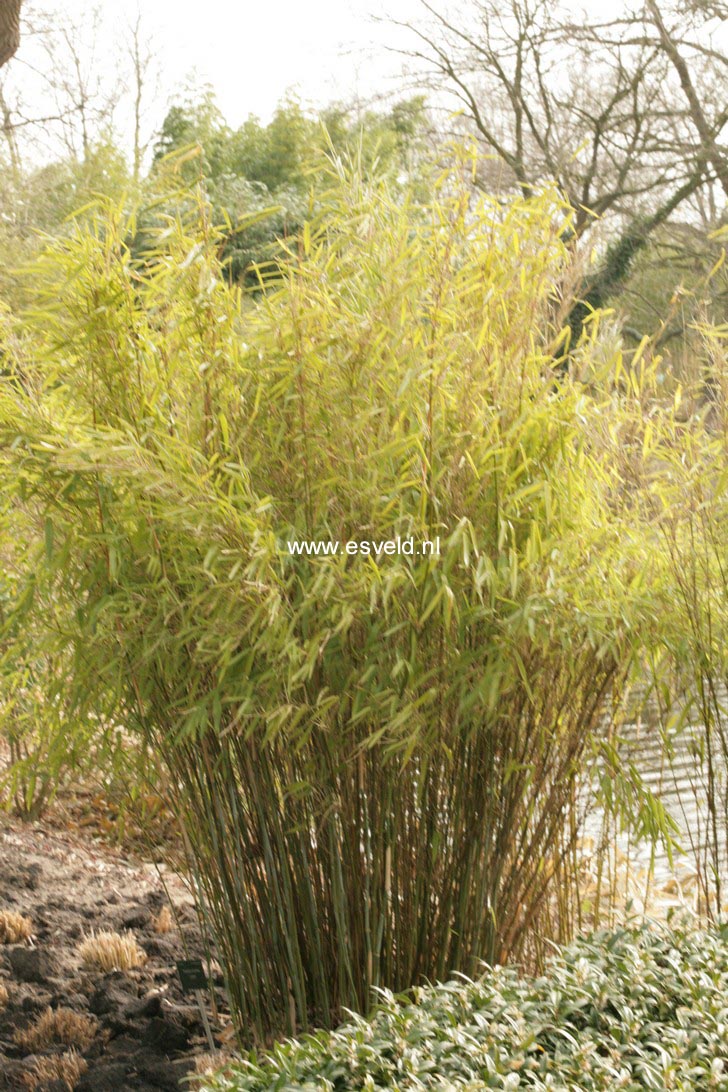 Fargesia murieliae 'Jumbo'