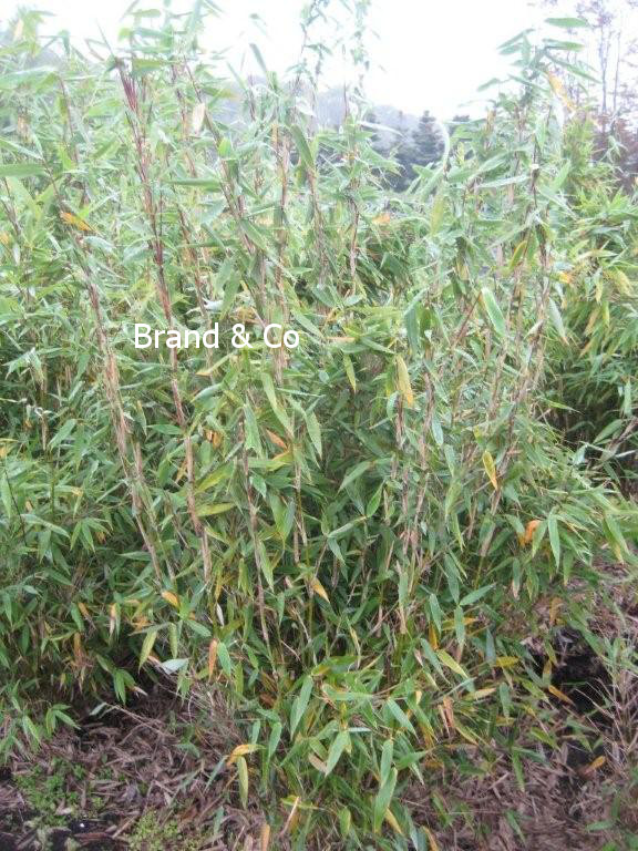 Fargesia murieliae 'Kaiser'