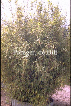 Fargesia murieliae Fargesia murieliae