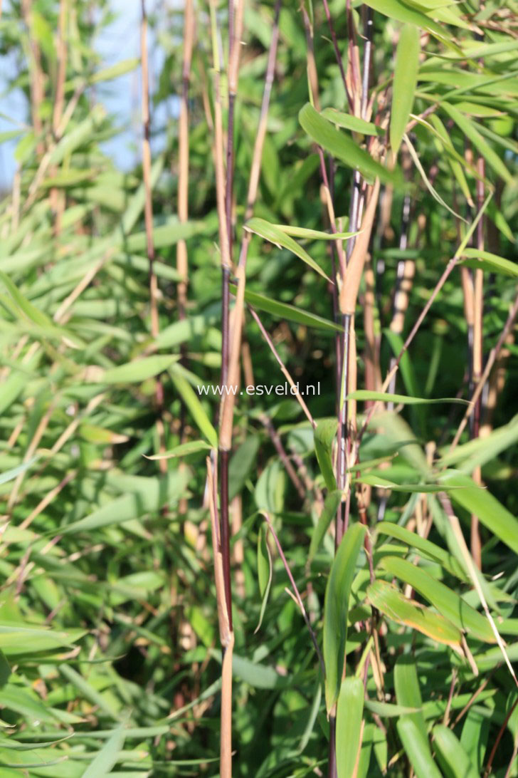 Fargesia nitida 'Black Pearl'