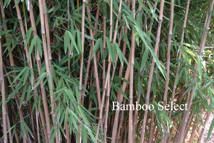 Fargesia nitida 'Nymphenburg'