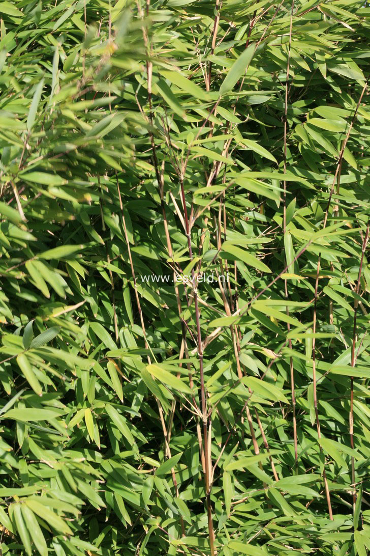 Fargesia nitida 'Pillar'