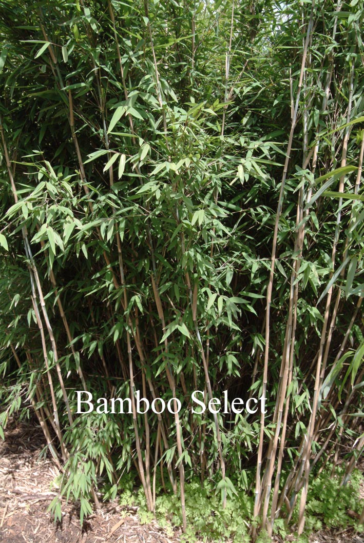 Fargesia nitida 'Wakehurst'