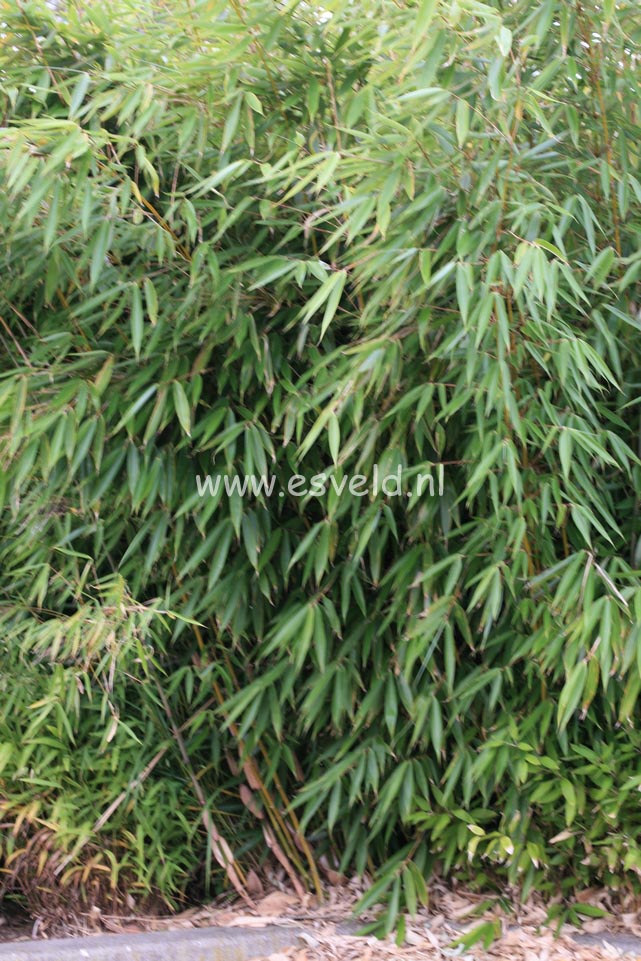 Fargesia robusta 'Wolong'