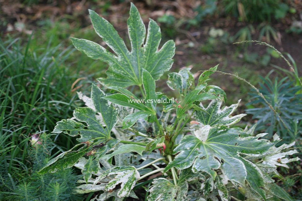 Fatsia japonica 'Spider's Web'