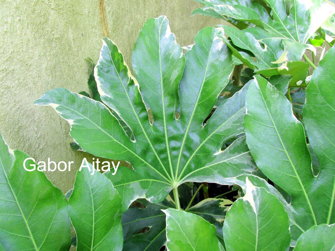Fatsia japonica 'Variegata'