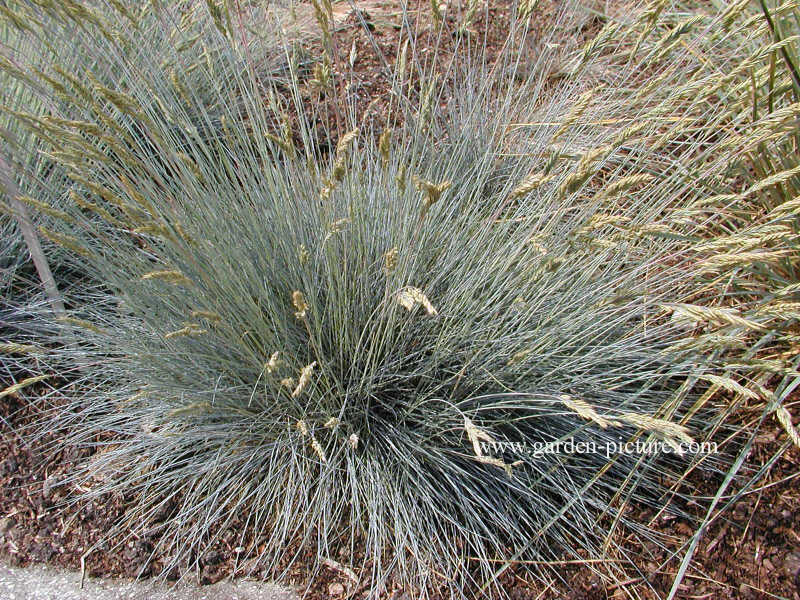 Festuca glauca 'Azurit'