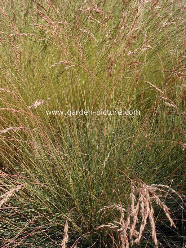 Festuca glauca 'Harz'