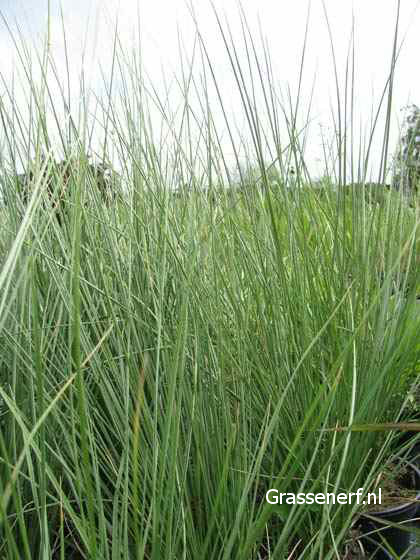 Festuca mairei (81694)